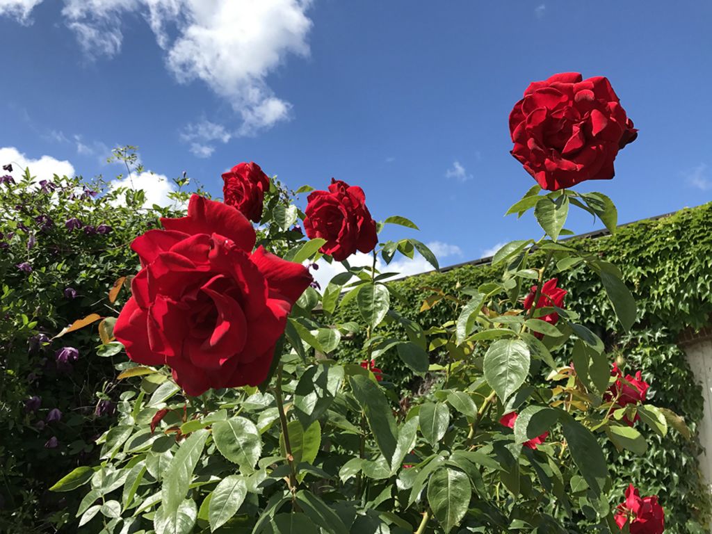 Roses in the garden at La Marotiere at Mareuil-sur-Äy